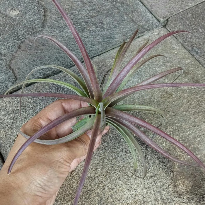 ✨Baru Tillandsia Love Knot B Bisa Gojek