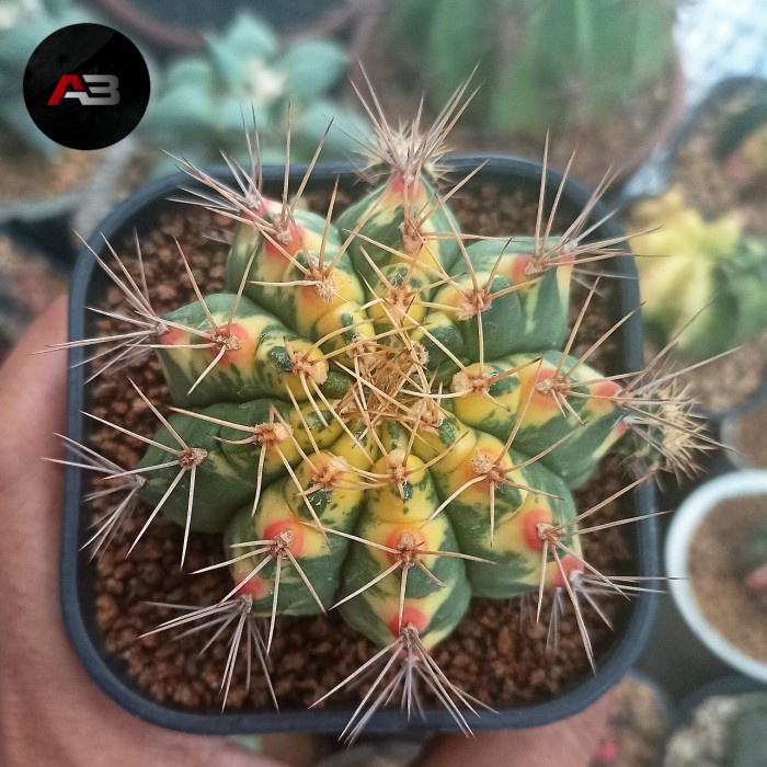✨Baru Gymnocalycium Lucky Yellow / Gymno Lucky Yellow Diskon