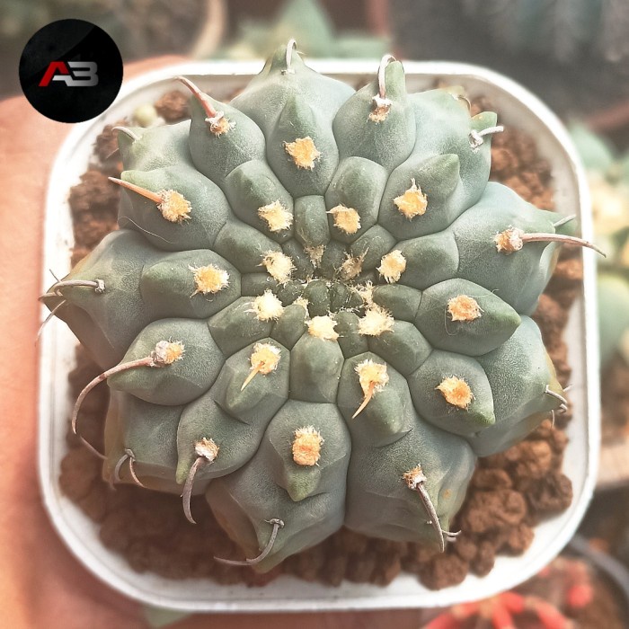 ✨Baru Gymnocalycium Vatteri Single Spin / Gymno Vattery Single Spin Terbatas