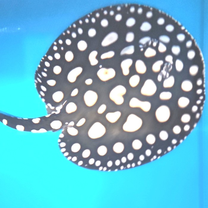 ✨Ori Ikan Pari Swc Male 30 Cm Bigdot Superwhite Cross Terbatas