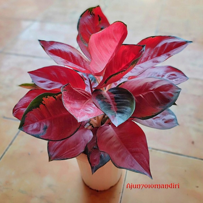 [New Ori] Aglonema Suksom Compacta Induk. Limited