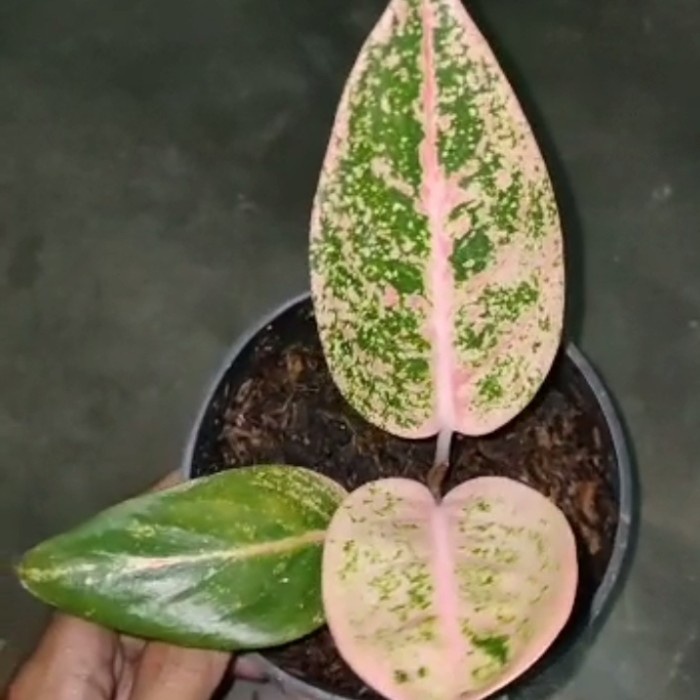 [New Ori] Tanaman Hias Aglonema Sinta Berkualitas