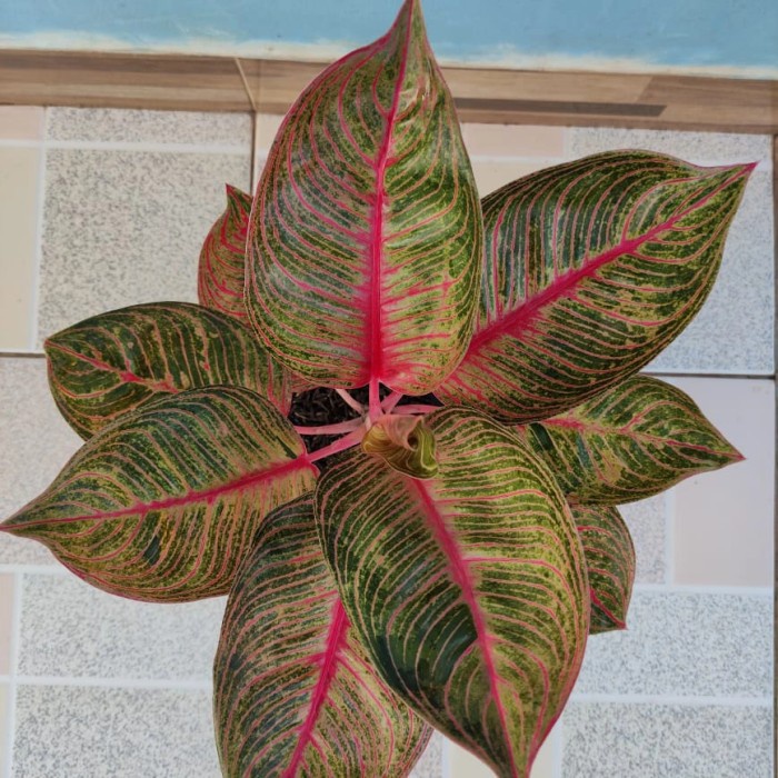 [New Ori] Tanaman Hias Aglonema Huges Tra Merah Terbatas