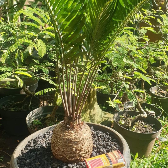 [New Ori] Zamia Floridana Caudex Unik Single Bulat Gemuk Limited