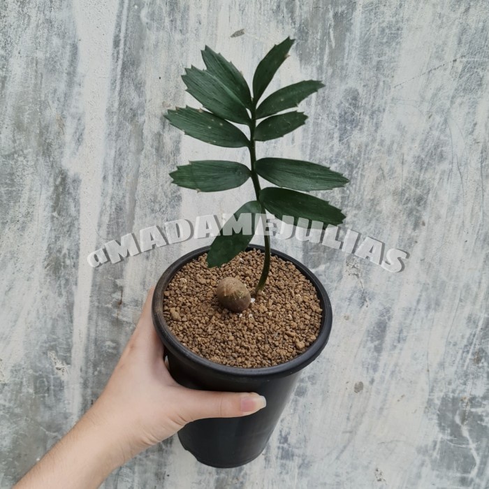 BIBIT TANAMAN HIAS ENCEPHALARTOS SEEDLING