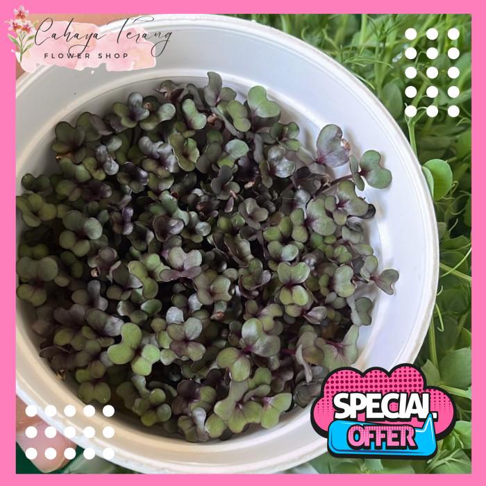 

RED CABBAGE MICROGREEN | SALAD PRODUK PILIHAN