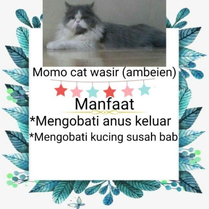 OBAT WASIR KUCING(AMBEIEN) ATAU ANUS KELUAR SANGAT PATEN
