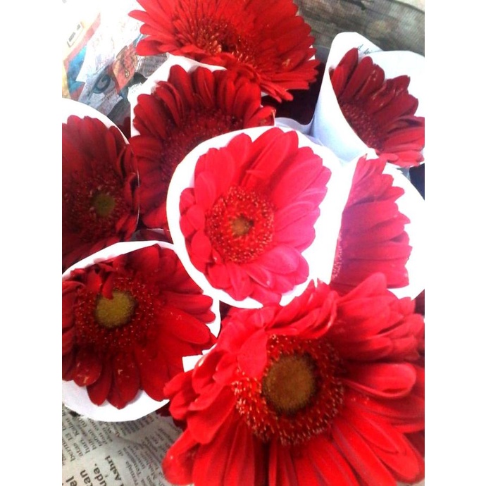 MURAH BUNGA GERBERA ASLI - MERAH - VAS BUNGA POTONG HARGA TERJANGKAU