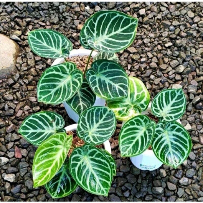 PROMO baby 3 daun anthurium dorayaki ori