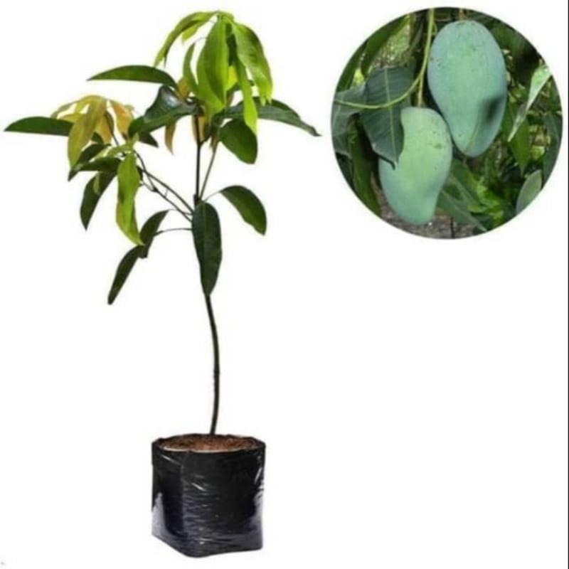 Bibit Mangga Gadung