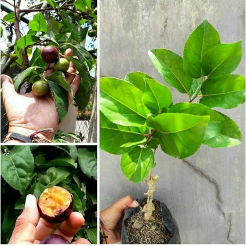 BIBIT TANAMAN BUAH PLUM MANILA / BIBIT PLUM MANILA