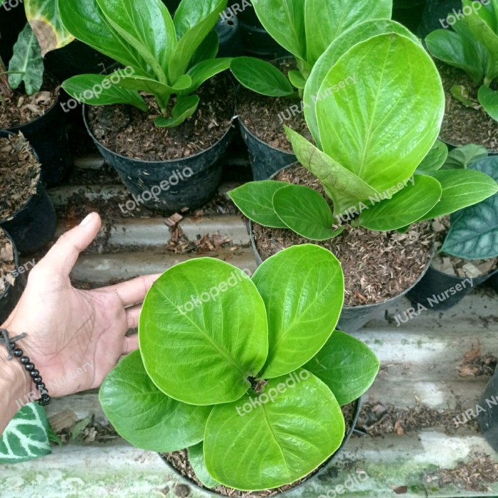 TANAMAN HIAS JEMANI MANGKOK ORI