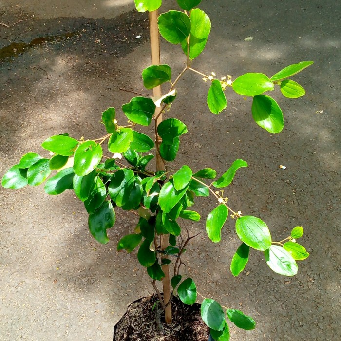 Bibit Apel Putsa India/Pohon Buah Apel/Benih Pohon Apel Futsa Impor