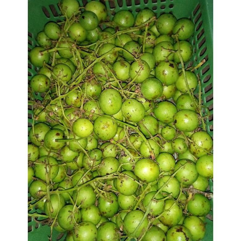 

GRATIS ONGKIR RAMANIA MENTAH 1 KG TERBARIK DI PAGE INI