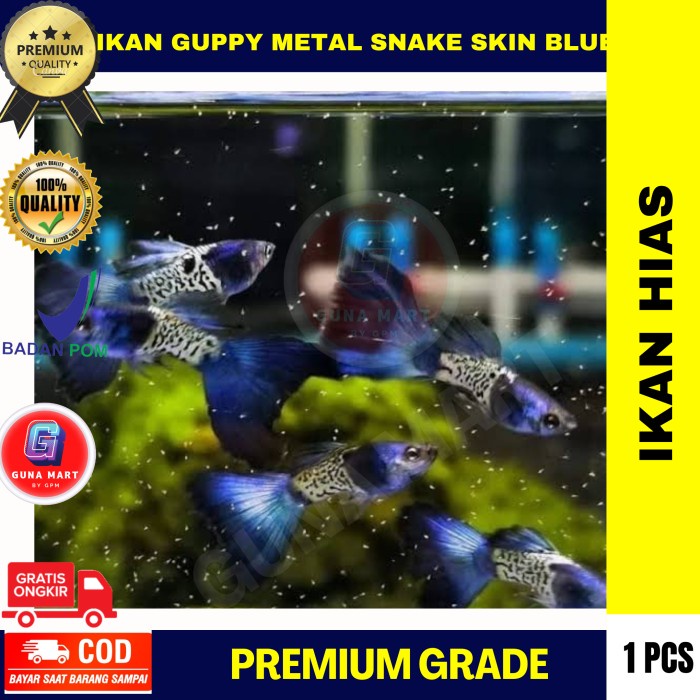 Buruan beli] Ikan Guppy Metal Snake Skin Blue Tail MSSBT Gupi Aquarium Aquascape
