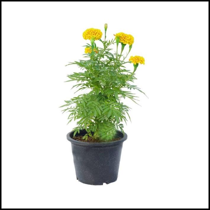

TERBARU PARSEL BUNGA MARIGOLD EKONOMIS !!