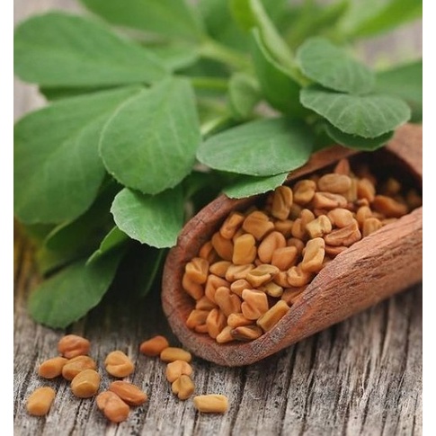 

populer] Halba - Klabat - Methi Seeds - Methi Dana - Fenugreek Seeds 100 gram