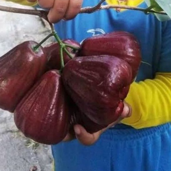 bibit jambu air Mutiara Hitam Valid