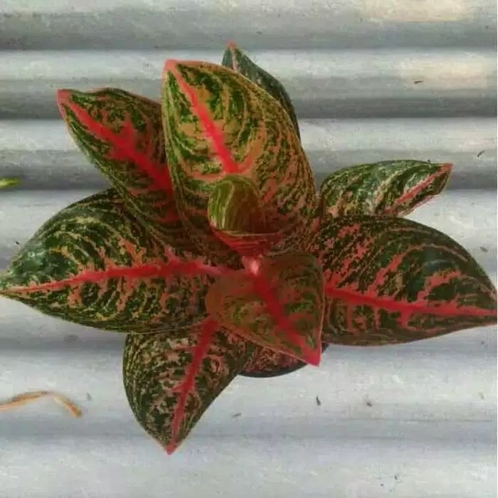 Terbaru Aglonema Widuri Tulang Merah - Aglonema Widuri - Tanaman Indoor Promo Terlaris