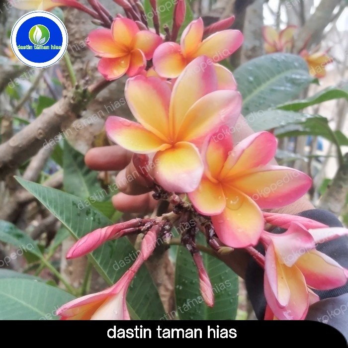 Promo Pohon Kamboja Tri Color Bunga Seperti Gambar Tinggi 180Cm Atau 2 Meter