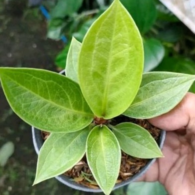 DIARY PETANI - 5 Plant Tanaman Anthurium Jemani Mangkok Remaja Mewah