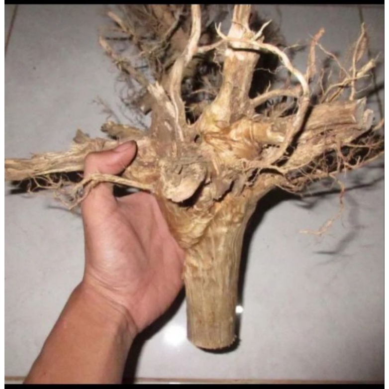 Bonggol Kayu Senggani Jumbo Aquascape