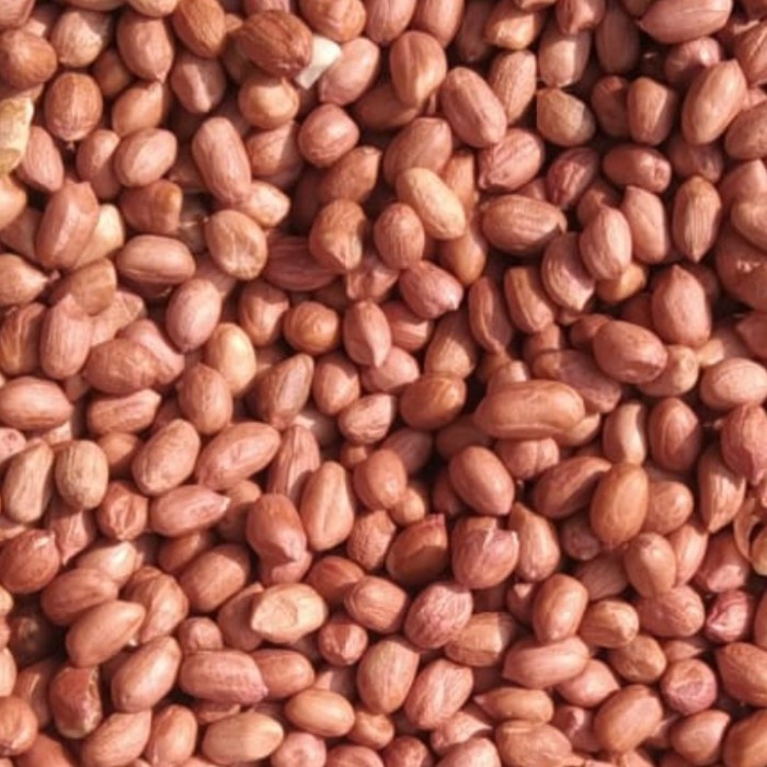 

Kacang Tanah Mentah Star