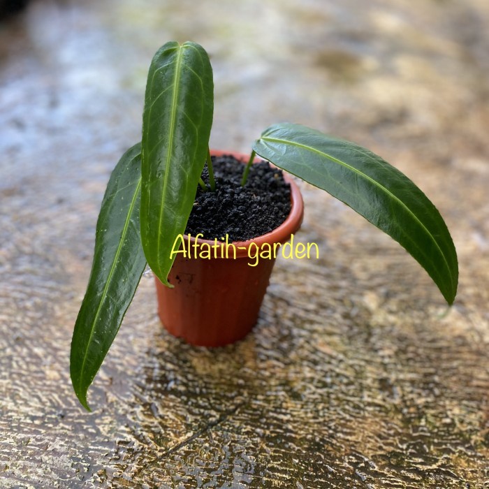 Anthurium Warocqueanum ~Anthurium Lidah Gajah