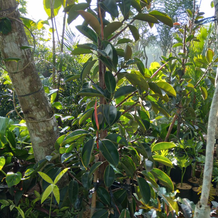 Tanaman Hias. Pohon Karet Kebo Tinggi 2 Meter