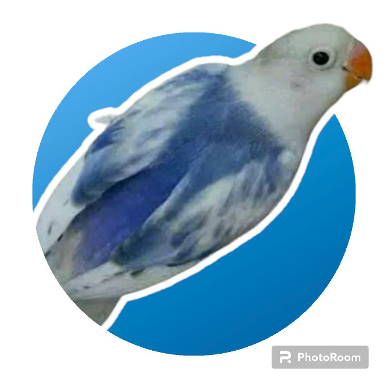 Lovebird Blue series