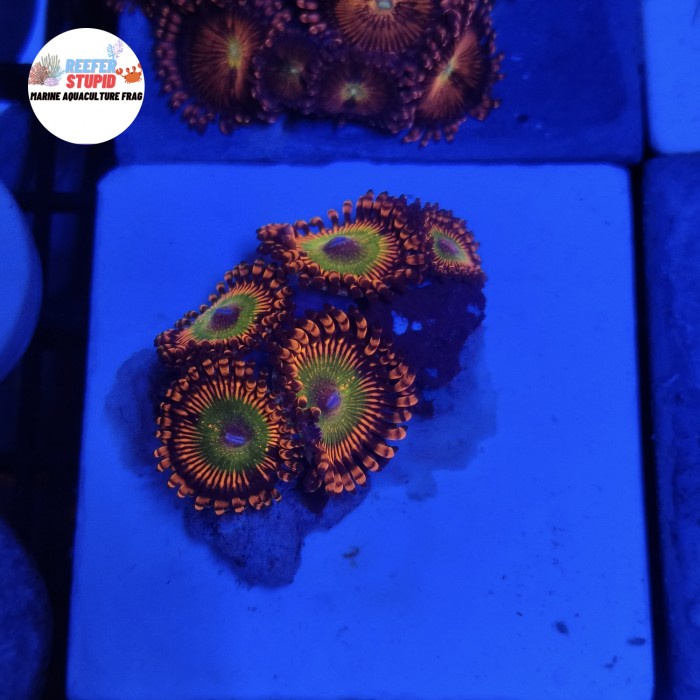 

Zoa vodoo nthids