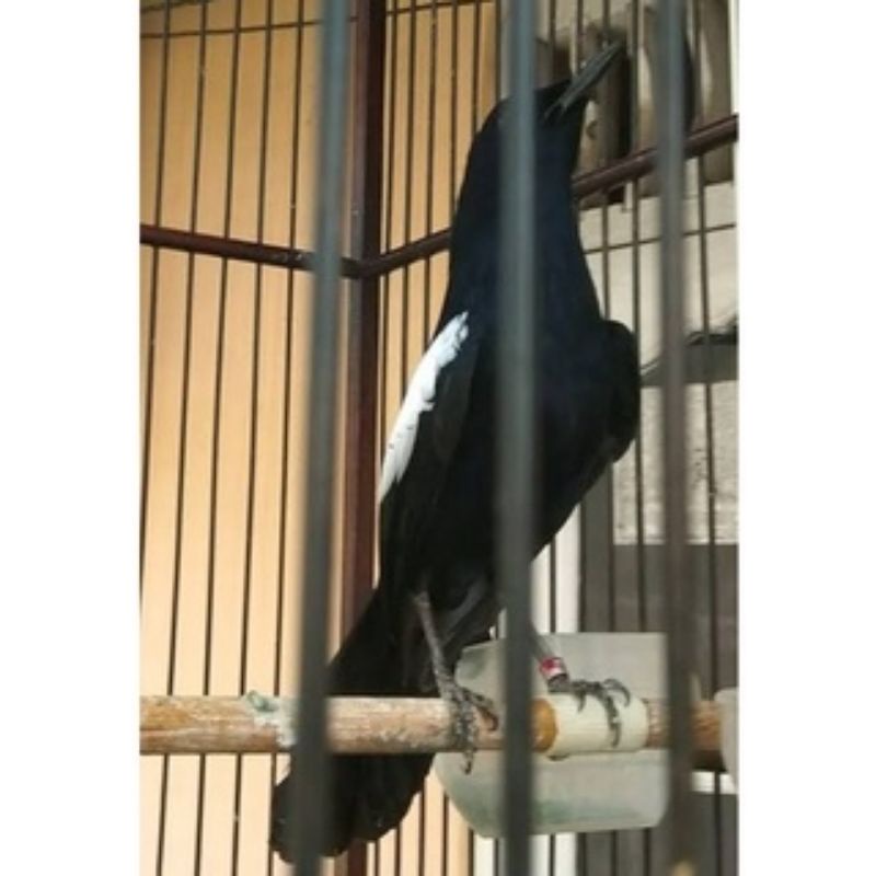 Kacer Wulung raja jatim pilihan