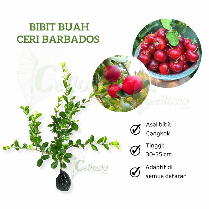 READY Bibit Tanaman Buah Ceri Barbados / Barbados Cherry