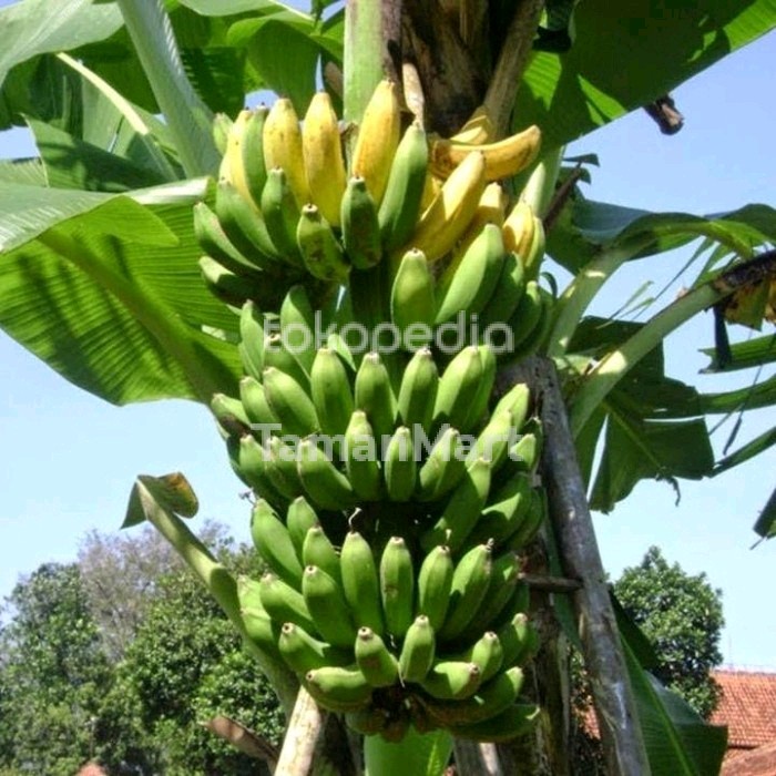 Bibit tanaman pisang raja gedang rojo nongko buah pisang unggul EE44