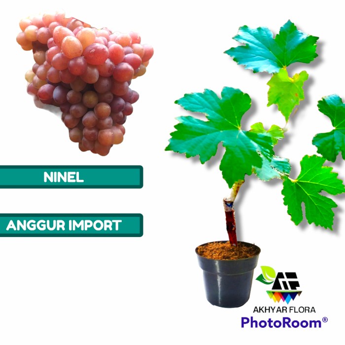 READY Bibit Anggur Ninel Grafting Bibit Tanaman Buah Anggur Import Ninel