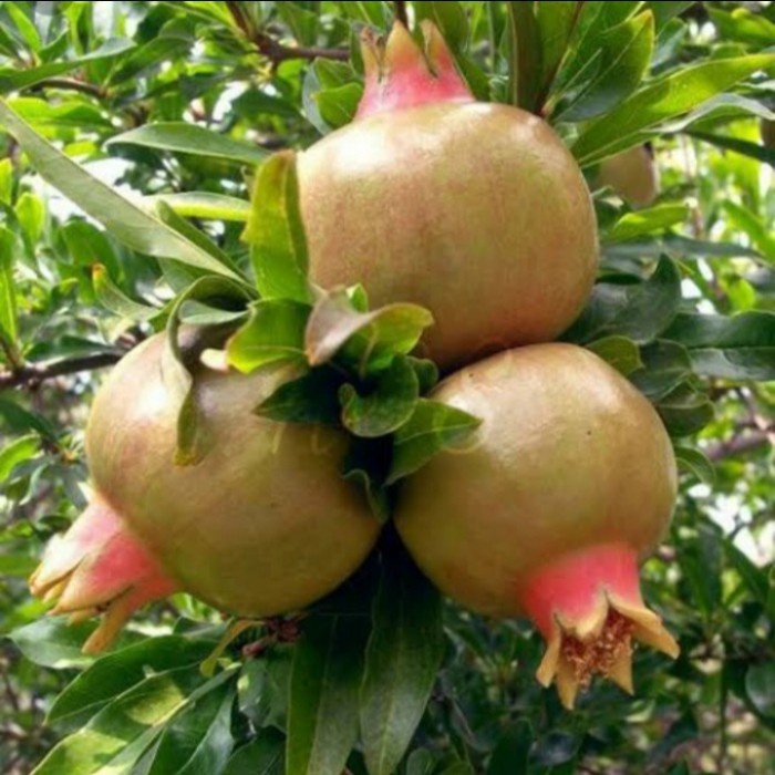 READY bibit tanaman buah delima putih siap berbunga dan berbuah