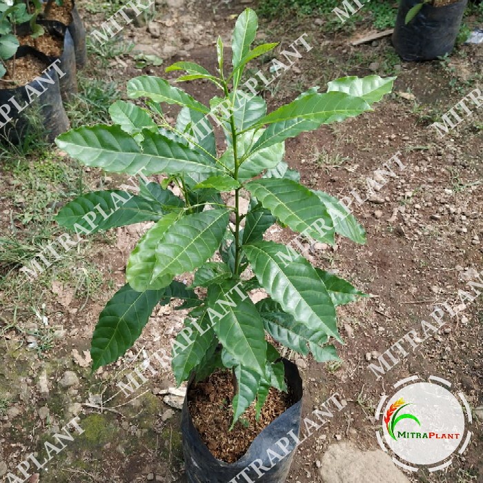 MXX Bibit Pohon Sawo Abiu - Buah Sawo Abiu Autralia - Tanaman Sawo Abiu