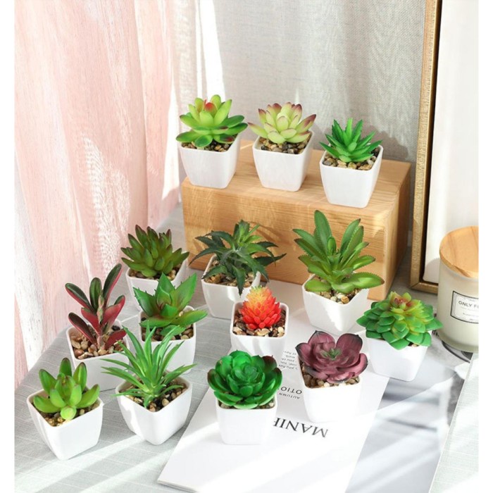 Promo Kaktus Mini / Tanaman Hias / Aneka Macam Kaktus / Tanaman Plastik