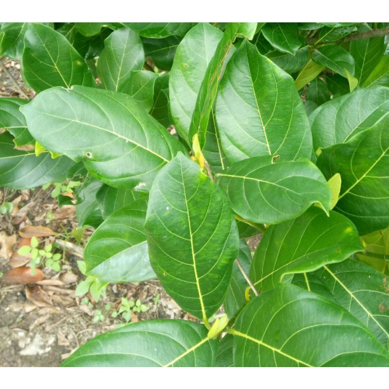 

TERLARIS - Daun Nangka Segar Alami Perlembar