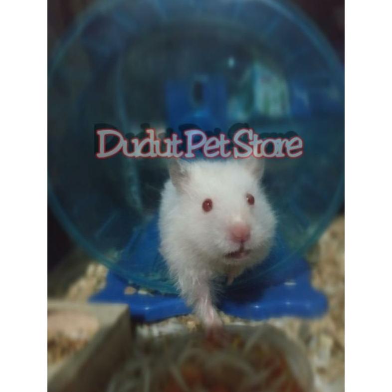 Terbaru - hamster syrian anggora jinak 