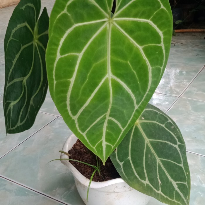 ✅New Ori Tanaman Kuping Gajah Regale Besar Berkualitas