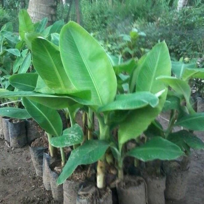 Bibit Tanaman Buah Pisang Raja Bulu Unggul dan Super AA55 EE44