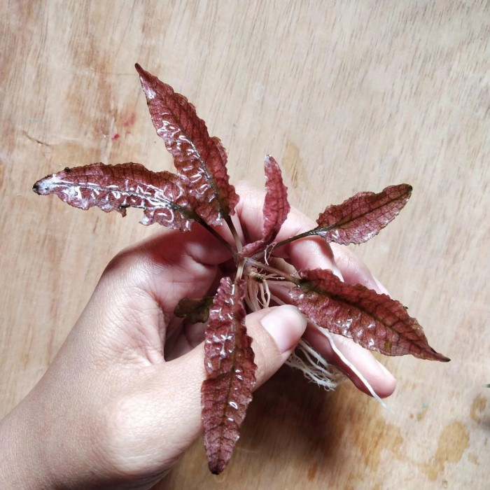 [COD] Cryptocoryne Flamingo Riz114 Terbatas