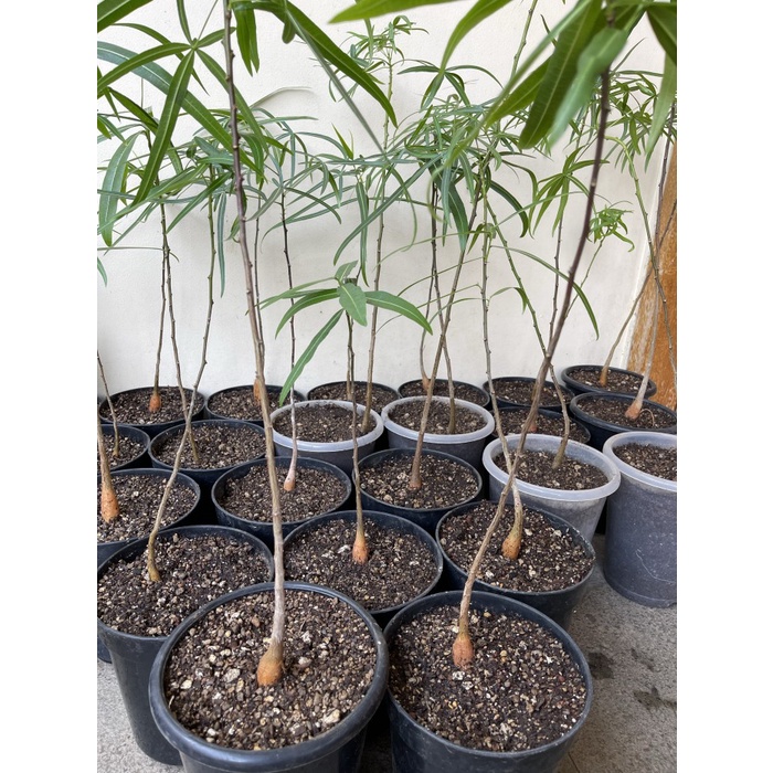

✨Ready Brachychiton Rupestris Queensland Bottle Tree 40-50Cm Diskon