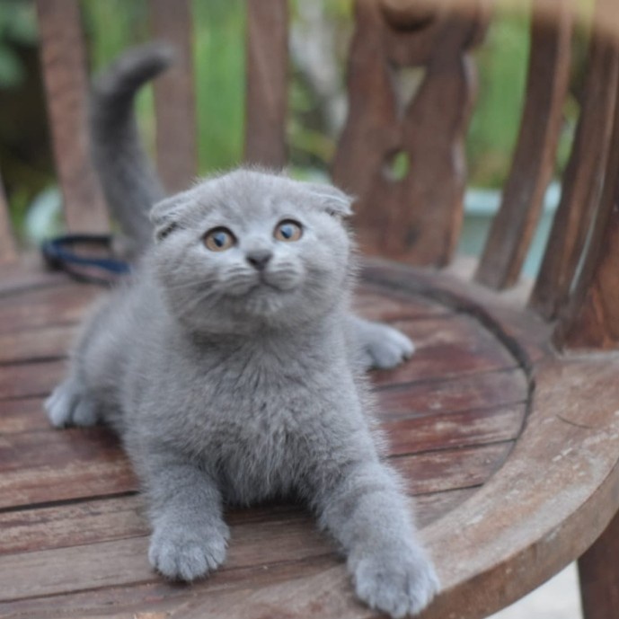 ✨Baru Scootish Fold Jantan Ped Wcf Limited