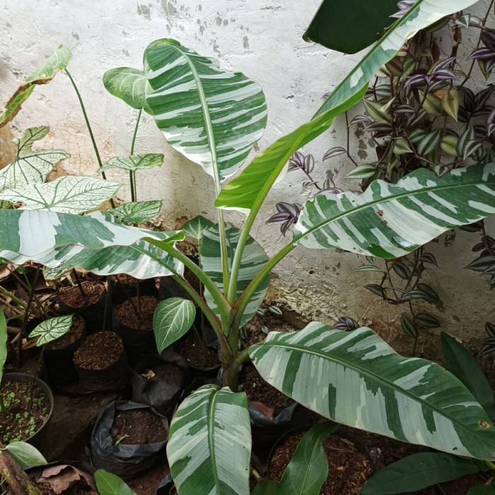 READY Bibit Tanaman Hias Buah Pisang Varigata Cantik dan Unik