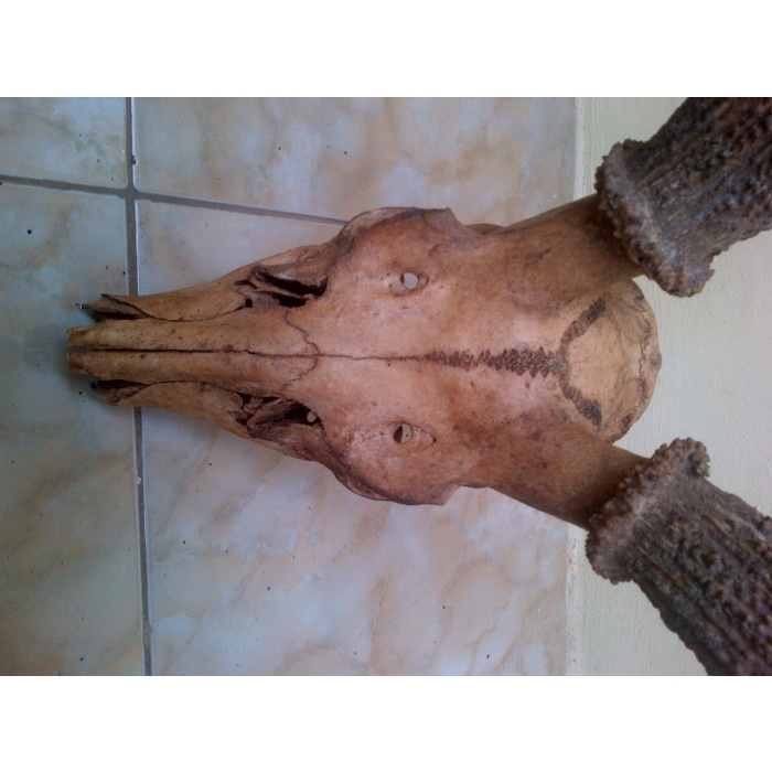 [New] Pajangan Dinding Tanduk Rusa Terbatas