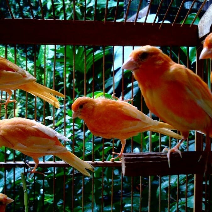 Burung Kenari Merah Lokal Merlok Bahan