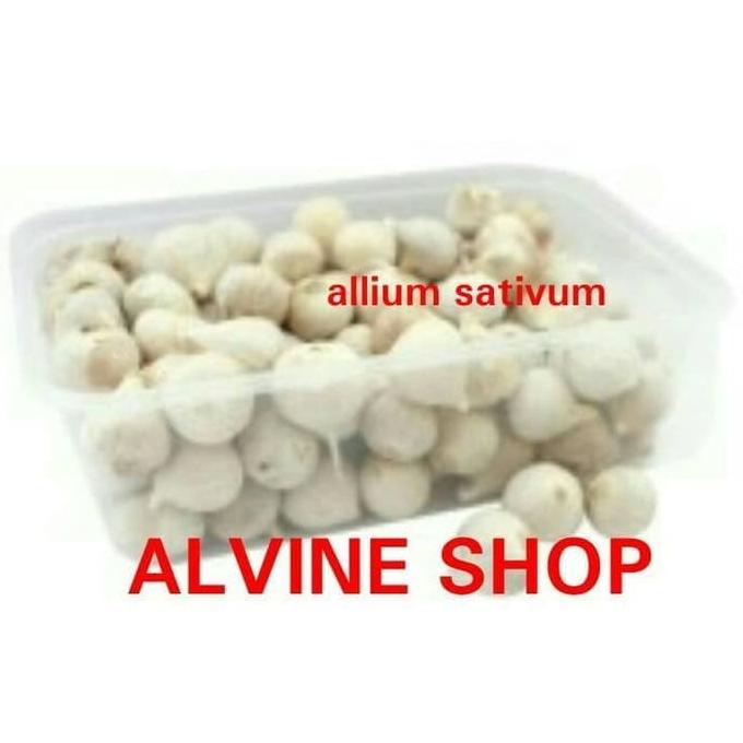 

Bawang Putih Tunggal /Bawang Lanang pilihan Class PREMIUM SUPER BIG