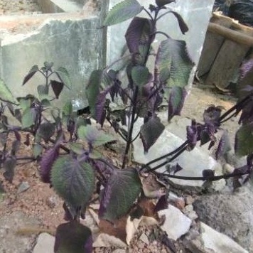 

JAWER KOTOK PER 10 lembar